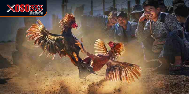 Hướng Dẫn Cách Chơi Đá Gà Online Xoso333 Dành Cho Người Mới 1 Cách chơi đá gà online Xoso333 dễ dàng giúp bạn kết nối với cộng đồng