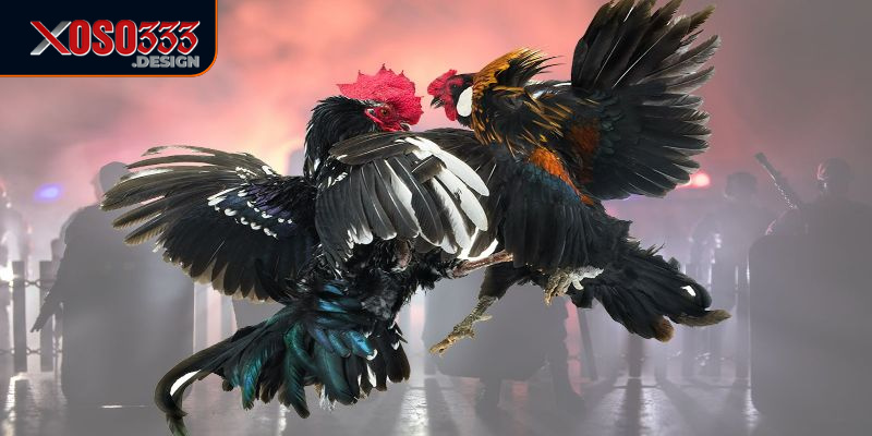 Hướng Dẫn Cách Chơi Đá Gà Online Xoso333 Dành Cho Người Mới 2 Tìm hiểu cách chơi đá gà online Xoso333 sẽ giúp bạn cảm thấy tự tin