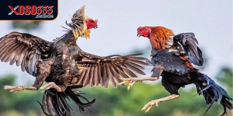 Đá gà Thomo Xoso333 mang đến cơ hội cá cược hấp dẫn 