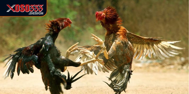 Đá gà Xoso333 luôn cập nhật kết quả nhanh chóng và chính xác