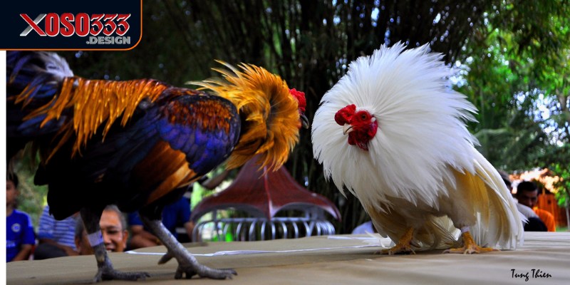 Đá gà Xoso333 cung cấp những trận đấu kịch tính