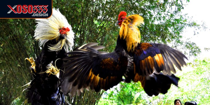 Đá gà Xoso333 có tỷ lệ cược hợp lý